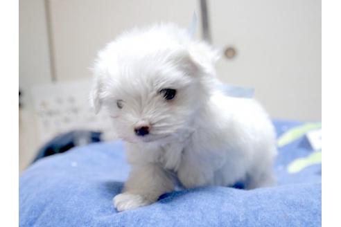 成約済の埼玉県のマルチーズ-13198の3枚目