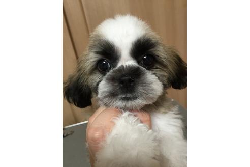 成約済の大阪府のシーズー-13644の5枚目