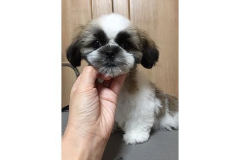 成約済の大阪府のシーズー-13644の4枚目