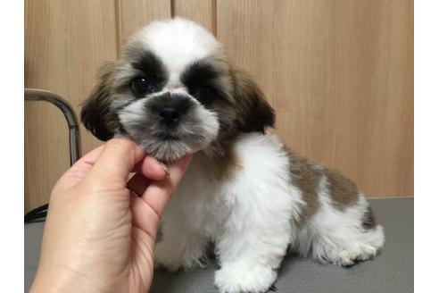 成約済の大阪府のシーズー-13644の3枚目