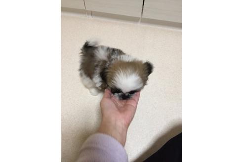 成約済の大阪府のシーズー-13644の2枚目