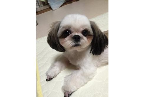 成約済の大阪府のシーズー-13644の1枚目