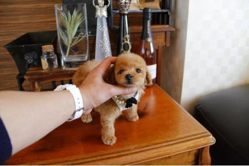 成約済の埼玉県のトイプードル-13657の1枚目