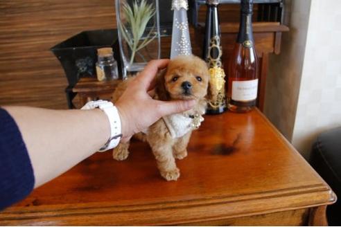 成約済の埼玉県のトイプードル-13657の2枚目