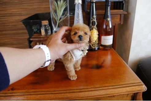 成約済の埼玉県のトイプードル-13657の3枚目