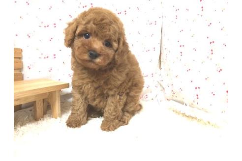 成約済の滋賀県のトイプードル-13671の2枚目