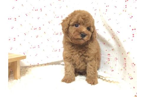 成約済の滋賀県のトイプードル-13671の1枚目