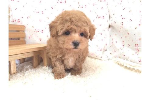 成約済の滋賀県のトイプードル-13672の2枚目