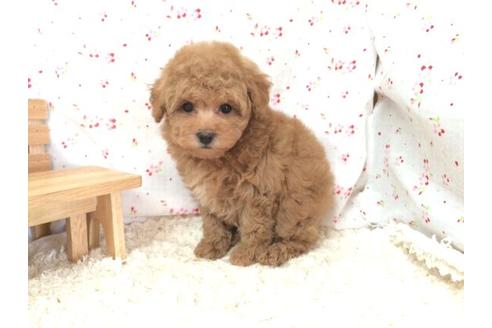 成約済の滋賀県のトイプードル-13672の1枚目