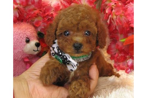 成約済の茨城県のトイプードル-13686の1枚目