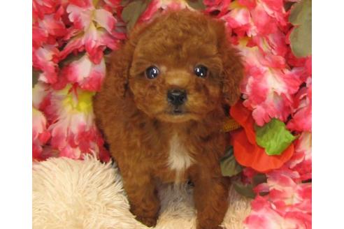 成約済の茨城県のトイプードル-13686の3枚目