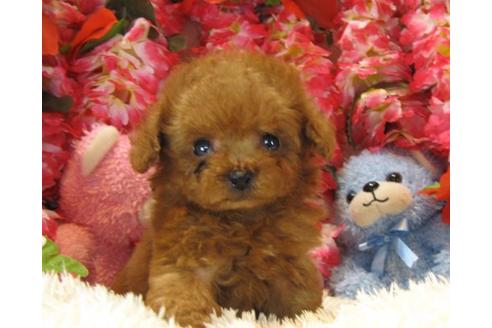 成約済の茨城県のトイプードル-13687の2枚目