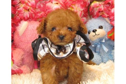 成約済の茨城県のトイプードル-13687の3枚目