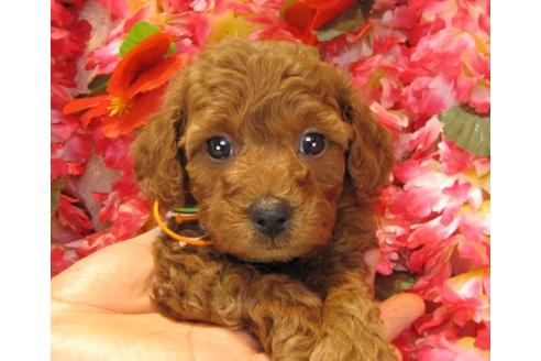 成約済の茨城県のトイプードル-13688の1枚目