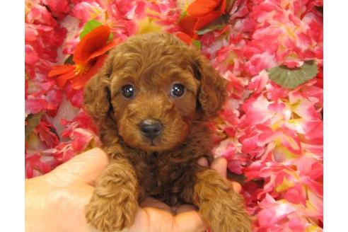 成約済の茨城県のトイプードル-13688の2枚目