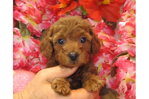 成約済の茨城県のトイプードル-13688の3枚目