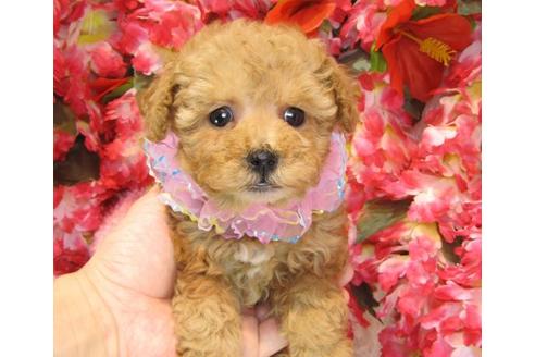 成約済の茨城県のトイプードル-13689の1枚目