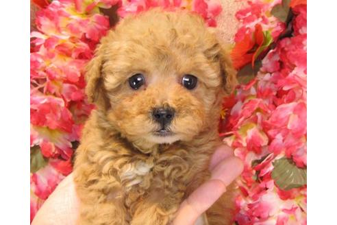 成約済の茨城県のトイプードル-13689の2枚目