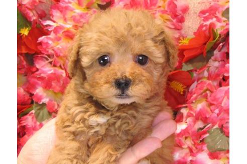 成約済の茨城県のトイプードル-13689の3枚目