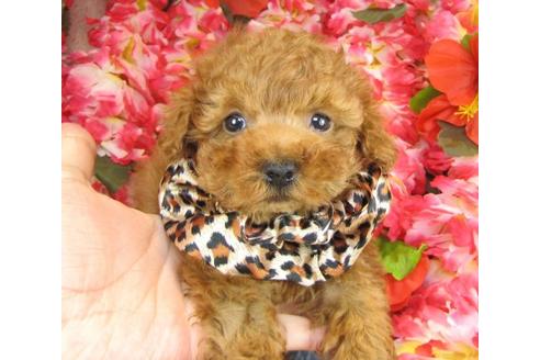 成約済の茨城県のトイプードル-13692の3枚目