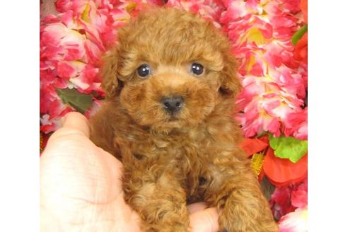 成約済の茨城県のトイプードル-13692の1枚目