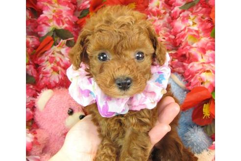 成約済の茨城県のトイプードル-13693の2枚目