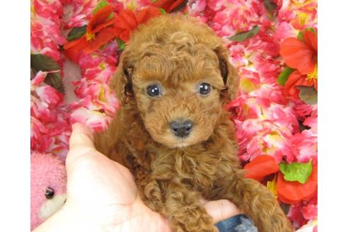 成約済の茨城県のトイプードル-13693の3枚目