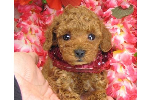 成約済の茨城県のトイプードル-13694の2枚目