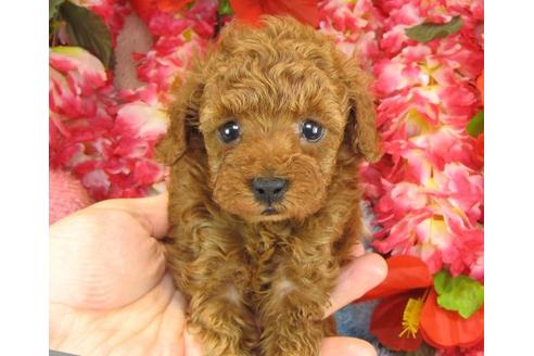 成約済の茨城県のトイプードル-13694の3枚目