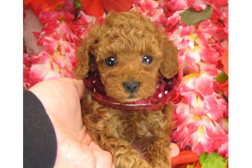 成約済の茨城県のトイプードル-13694の1枚目