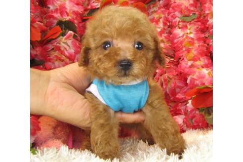 成約済の茨城県のトイプードル-13695の2枚目