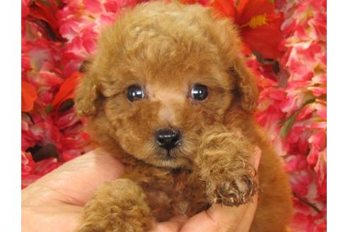 成約済の茨城県のトイプードル-13695の3枚目