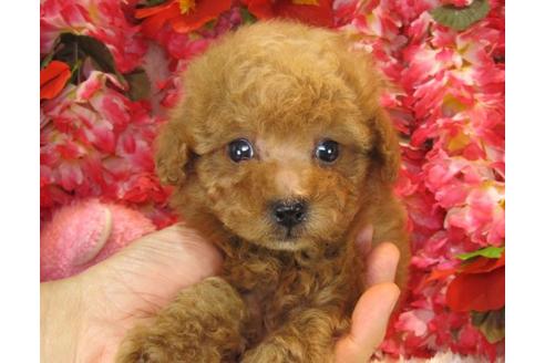 成約済の茨城県のトイプードル-13695の1枚目