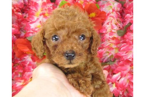 成約済の茨城県のトイプードル-13715の1枚目