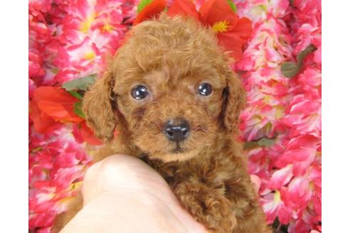 成約済の茨城県のトイプードル-13715の2枚目