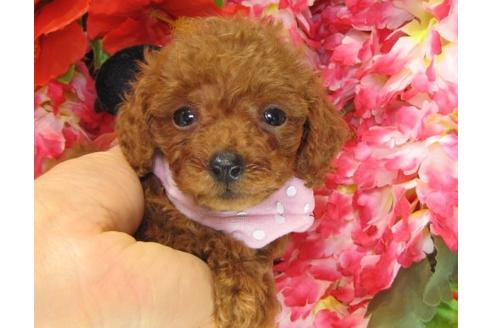 成約済の茨城県のトイプードル-13715の3枚目