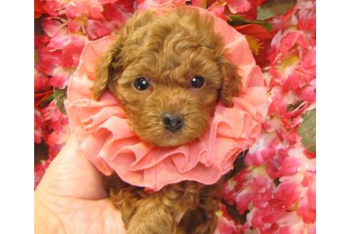 成約済の茨城県のトイプードル-13718の1枚目