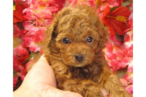 成約済の茨城県のトイプードル-13718の2枚目