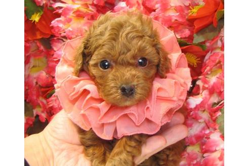 成約済の茨城県のトイプードル-13718の3枚目