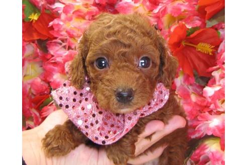 成約済の茨城県のトイプードル-13719の1枚目