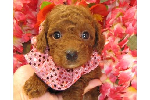 成約済の茨城県のトイプードル-13719の2枚目