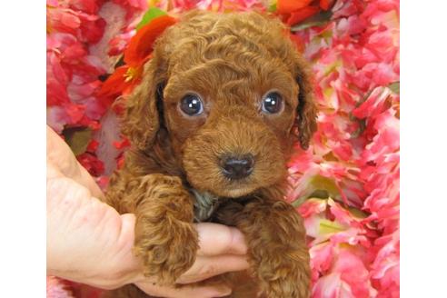 成約済の茨城県のトイプードル-13719の3枚目