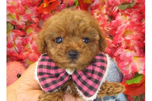 成約済の茨城県のトイプードル-13723の1枚目