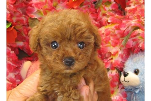 成約済の茨城県のトイプードル-13723の2枚目