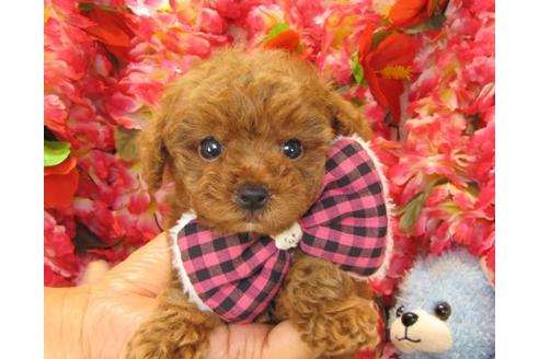 成約済の茨城県のトイプードル-13723の3枚目