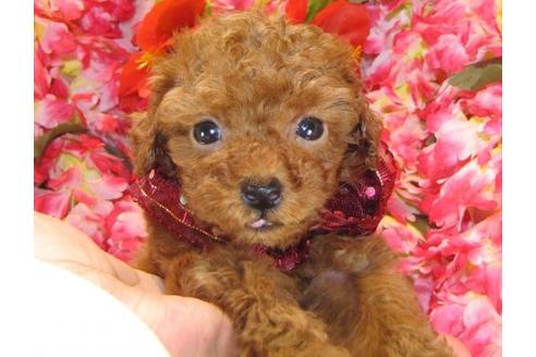 成約済の茨城県のトイプードル-13726の1枚目