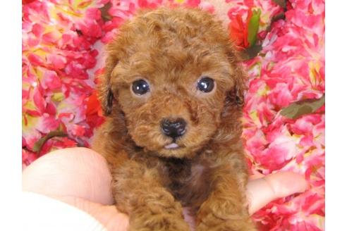 成約済の茨城県のトイプードル-13726の2枚目