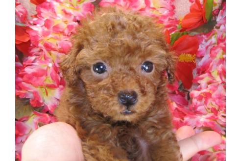 成約済の茨城県のトイプードル-13726の3枚目