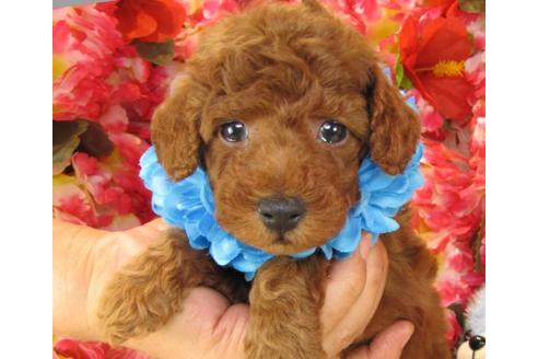 成約済の茨城県のトイプードル-13727の2枚目