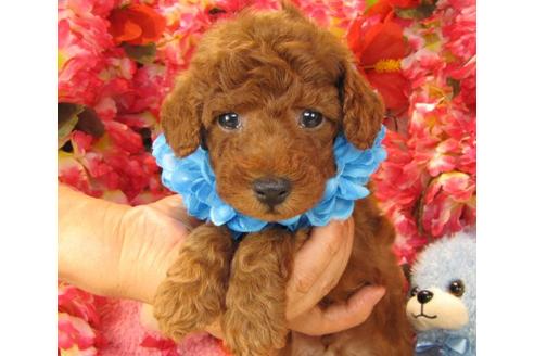 成約済の茨城県のトイプードル-13727の3枚目